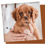 Veterinarians